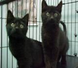 Our Cats at the pound